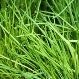 Kako uzgajati zeleni luk